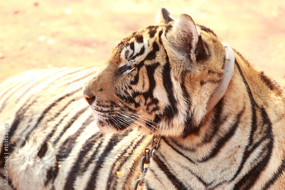 Naklejka premium Tiger was raised in temples. Popular Attractions Kanchanaburi.