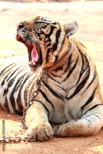 Tiger was raised in temples. Popular Attractions Kanchanaburi.