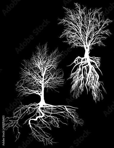 two white trees with roots on black