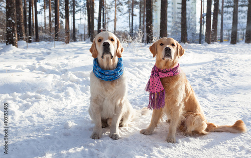 Portrait of two young golden retriever