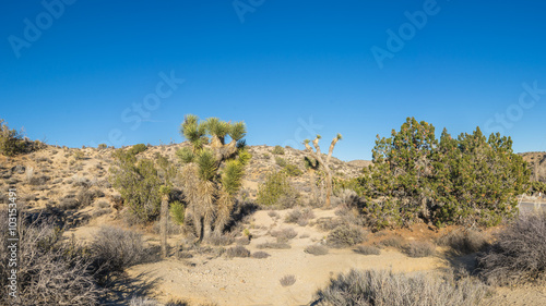 Mojave Desert Panorama