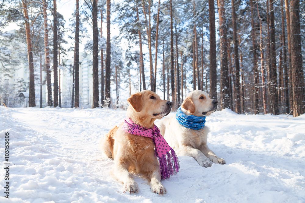 Portrait of two young golden retriever Portrait of two young golden retriever