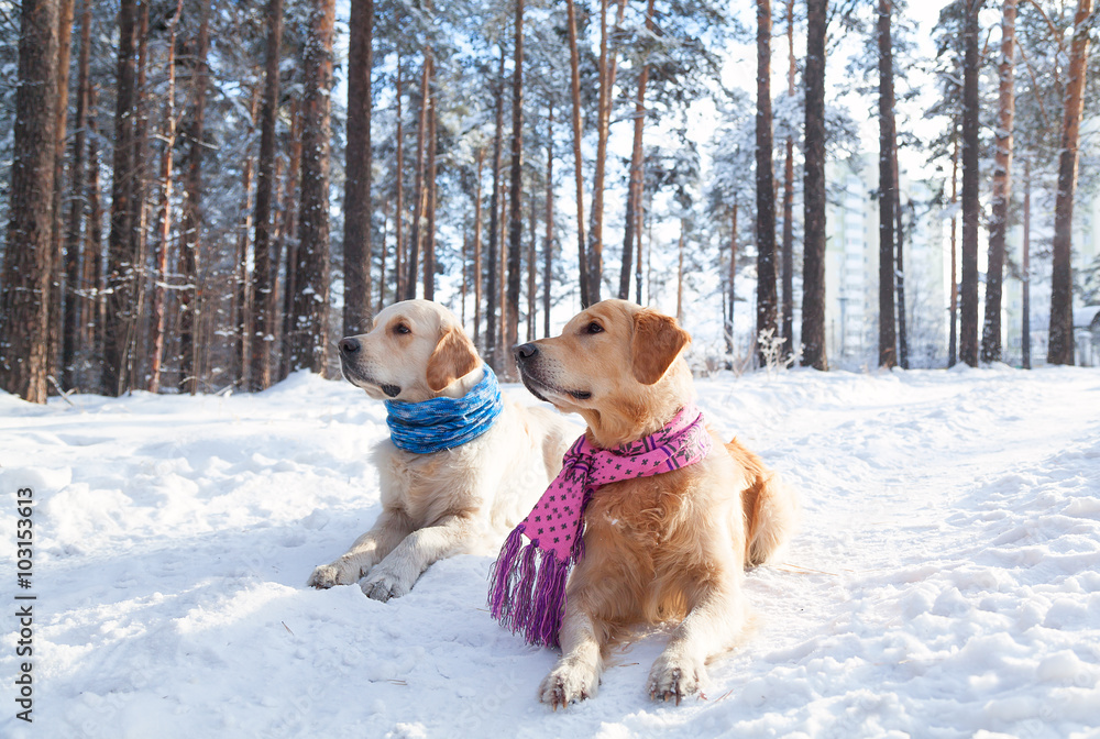 Portrait of two young golden retriever Portrait of two young golden retriever
