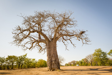 Leinwandbilder Baobab Baobab Baum bei Sonnenuntergang  © THP Creative