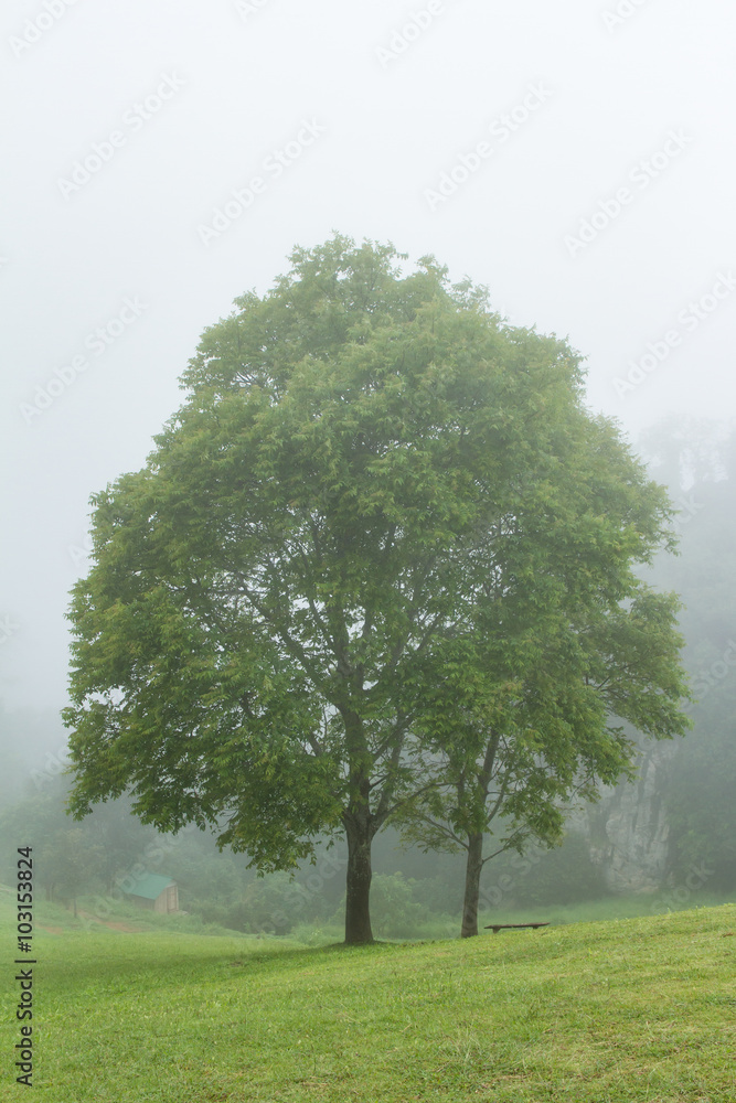 tree in foggy haze mist tree in foggy haze mist