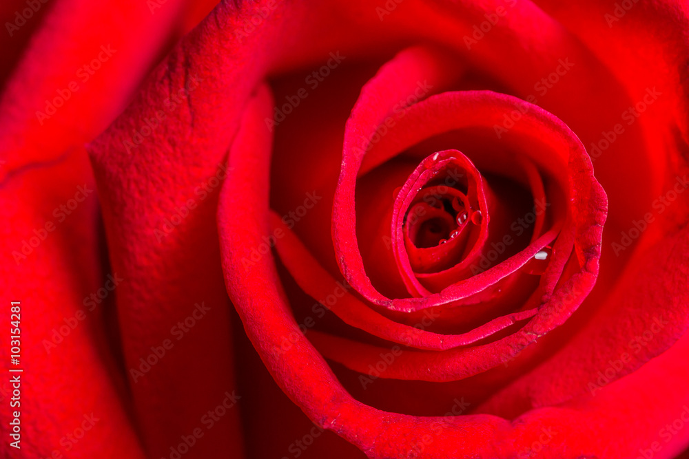 macro closeup view of red rose macro closeup view of red rose