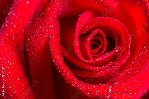 macro closeup view of red rose with water drops