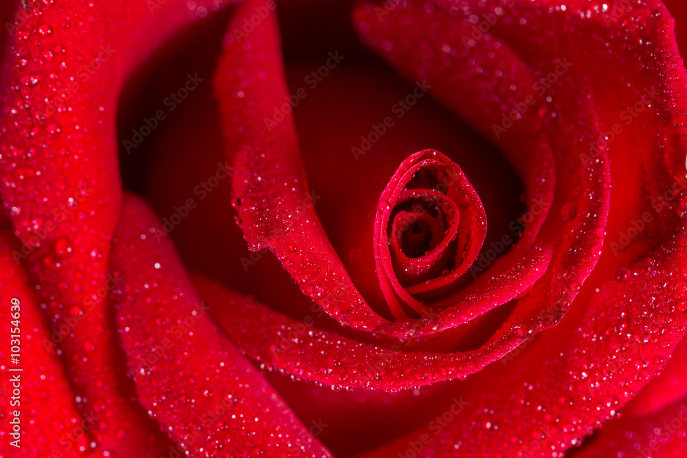 macro closeup view of red rose with water drops macro closeup view of red rose with water drops