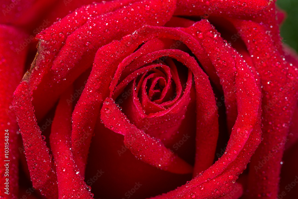 macro closeup view of red rose with water drops macro closeup view of red rose with water drops