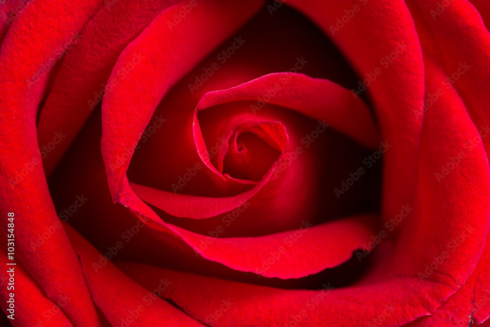 Fototapeta premium macro closeup view of red rose