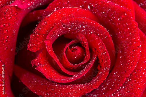 macro closeup view of red rose with water drops