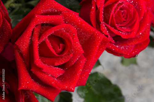 macro closeup view of red rose with water drops