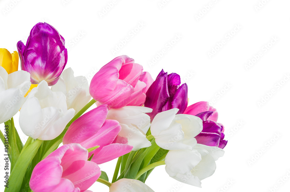 Naklejka premium Close up tulip flowers