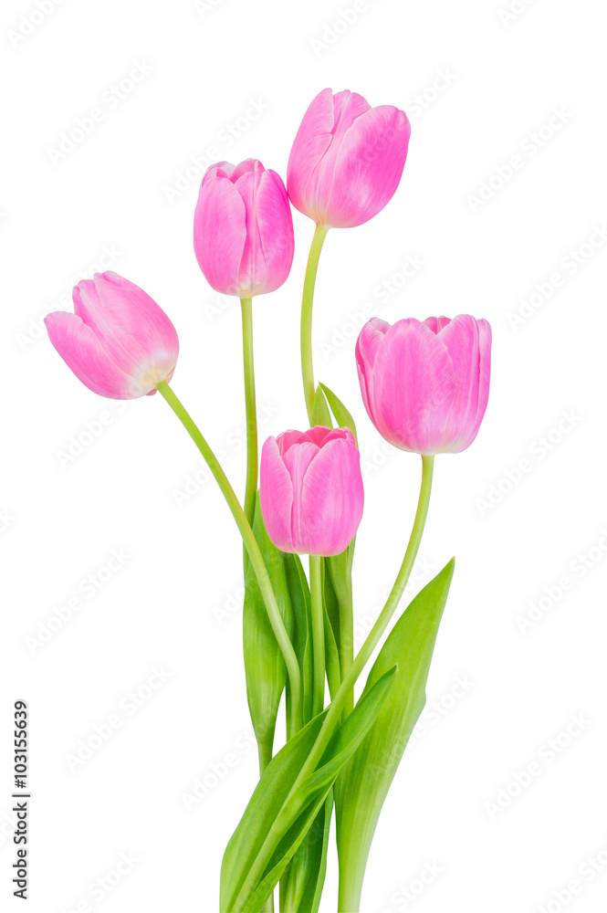 Pink tulip flowers isolated Pink tulip flowers isolated