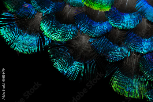 Fototapeta Naklejka Na Ścianę i Meble -  Bright feathers background