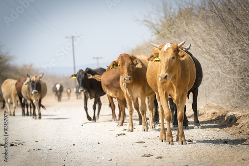 Herd of cattle moving down a dusty road in Botswana  Africa