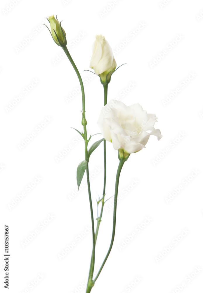 White flowers isolated on white. eustoma
