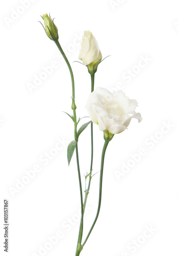 White flowers isolated on white. eustoma photo