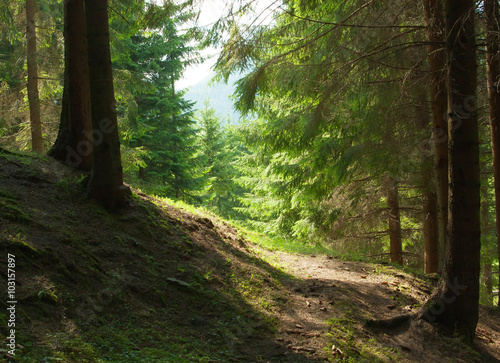 Photo In forest. landscape of the Carpathian Mountains. Ukraine