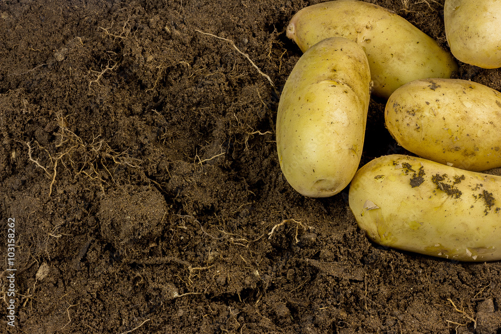 Sweet oraganic potato background Sweet oraganic potato background