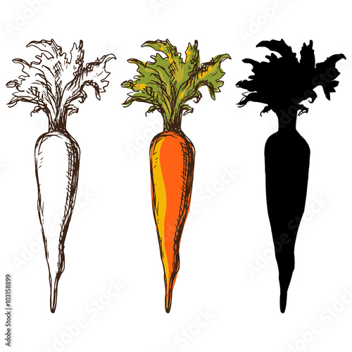 Set sketch carrots isolated