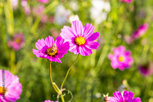 Cosmos flowers blooming in the garden