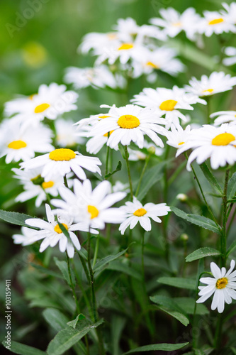 Daisies in the meadow at spring outside