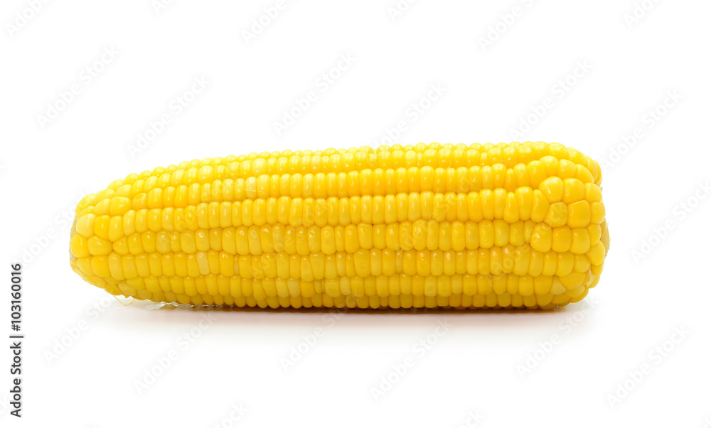 ears of Sweet corn isolated on white background ears of Sweet corn isolated on white background