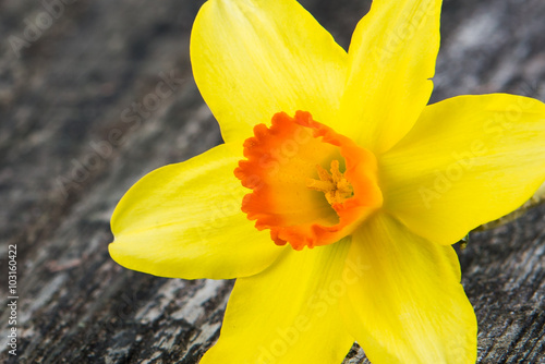 Fototapeta Naklejka Na Ścianę i Meble -  frühlingsblume narzisse