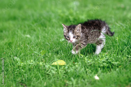 Little grey kitten hunting in the green grass