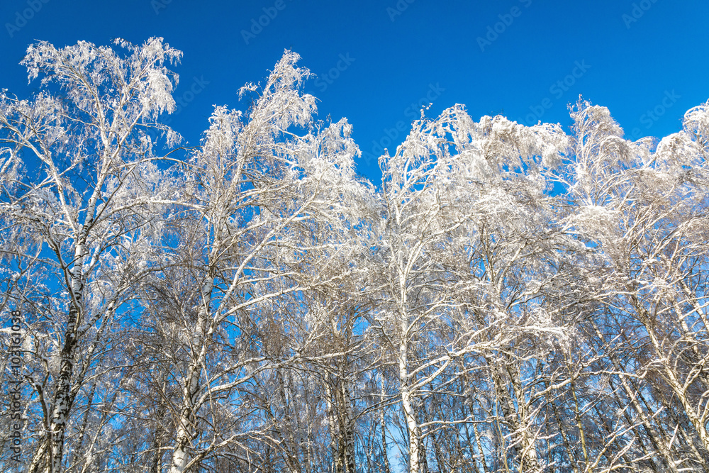 Winter forest with snow trees and blue sky Winter forest with snow trees and blue sky