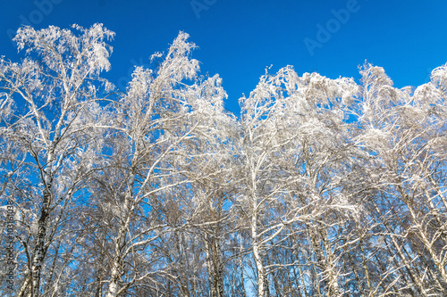 Winter forest with snow trees and blue sky © vladimirzhoga