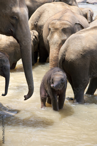 Indian Elephants with baby