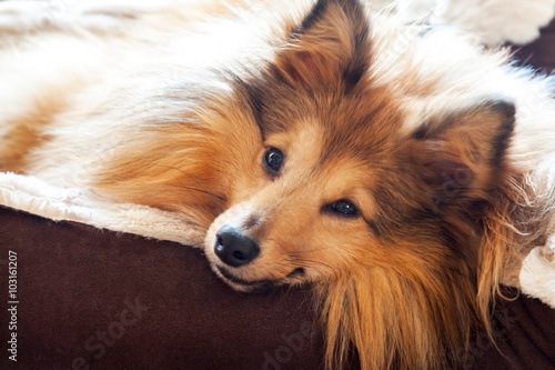 Sheltie misstrauisch photo