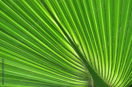 Abstract close-up of a green palm leaf