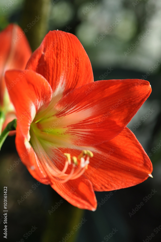 Beautiful red flower petals closeup