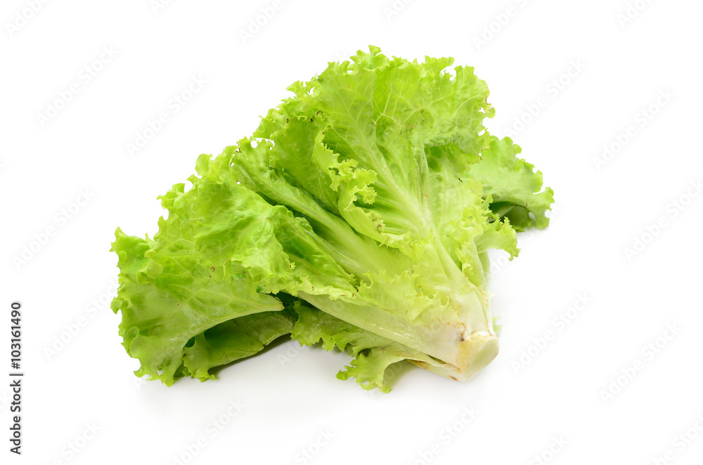 Fresh green lettuce isolated on a white background Fresh green lettuce isolated on a white background