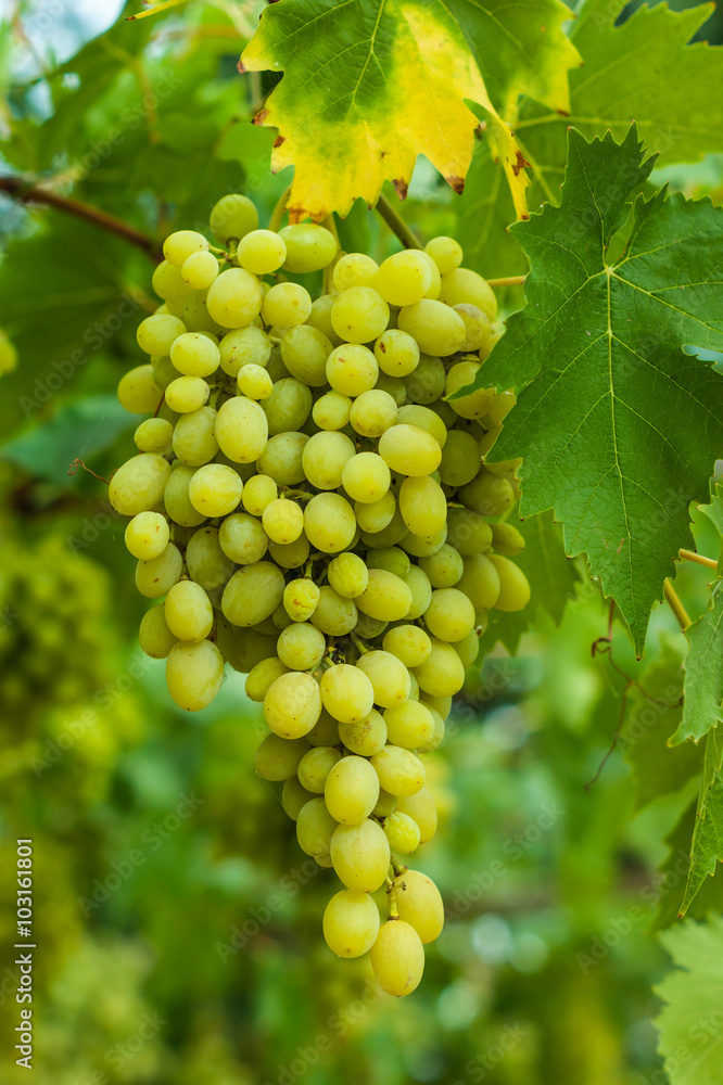 Fototapeta premium Green grapes in the garden