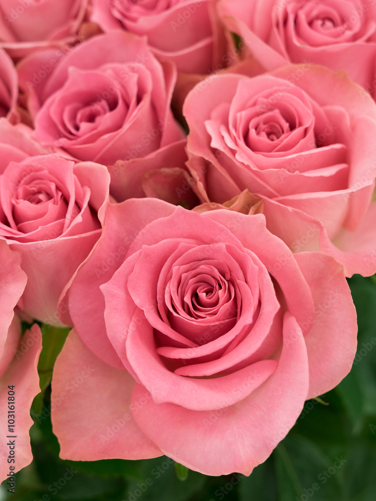 ピンクのバラの花 ピンクのバラの花