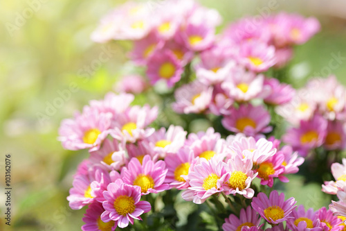 Chrysanthemum flowers