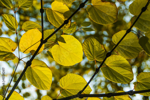 Autumn linden leaves background