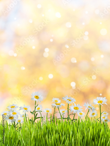 Spring meadow © firewings