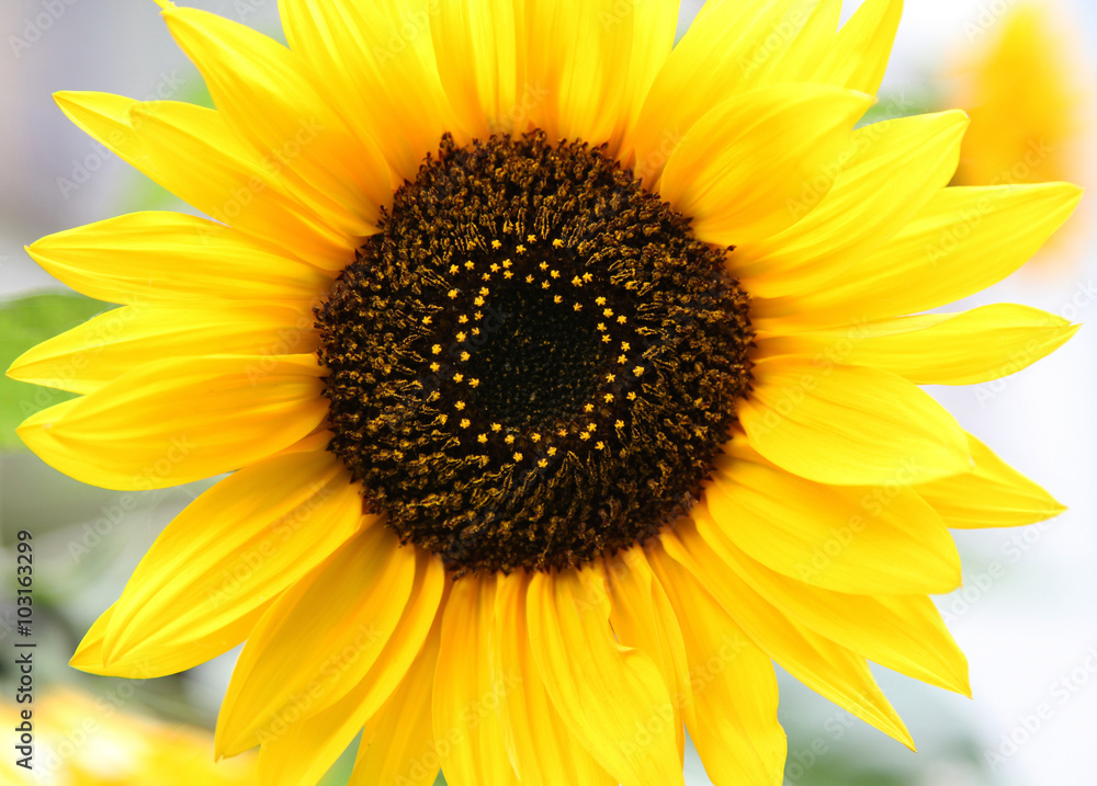 Sunflower in sunbeams Sunflower in sunbeams