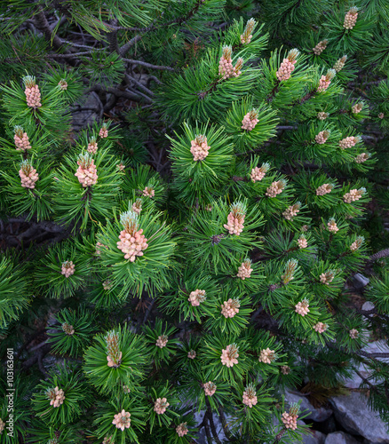 Carpathian fir-trees