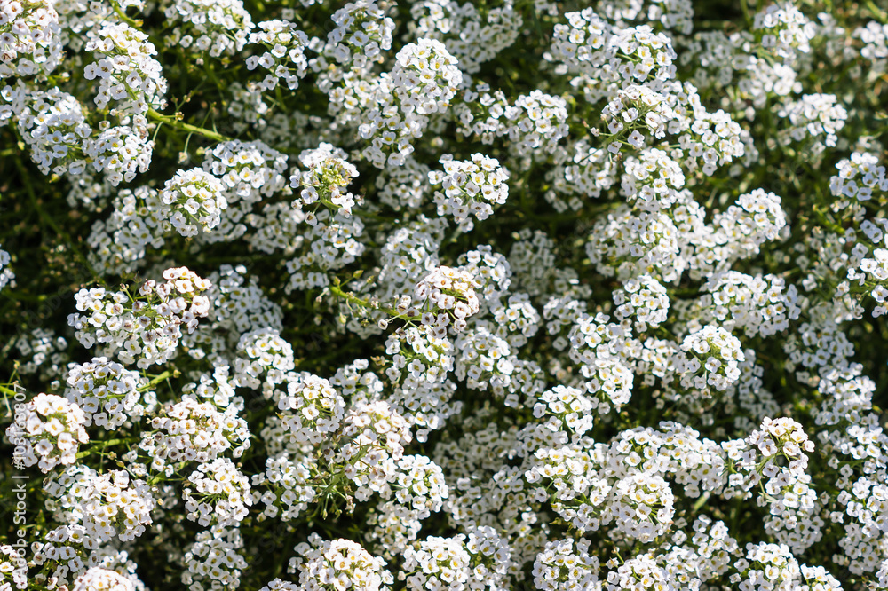 White small Alyssum field. Selective focus White small Alyssum field. Selective focus
