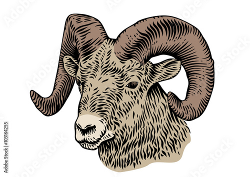 Head of ram