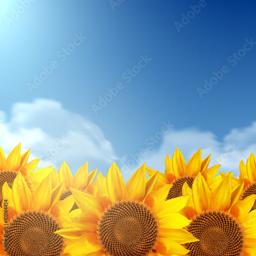 Fototapeta Naklejka Na Ścianę i Meble -  A field of sunflowers and a clear sky. Vector illustration.