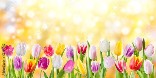 Fototapeta Naklejka Na Ścianę i Meble -  Spring meadow