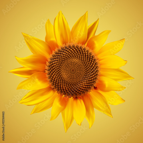 Fototapeta Naklejka Na Ścianę i Meble -  Realistic sunflower isolated on a vintage background. Vector illustration.