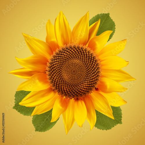 Fototapeta Naklejka Na Ścianę i Meble -  Sunflower with green leafs, isolated on a vintage background. Vector illustration.